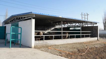 沙雅縣多措并舉做好防災(zāi)保畜 確保牲畜安全越冬